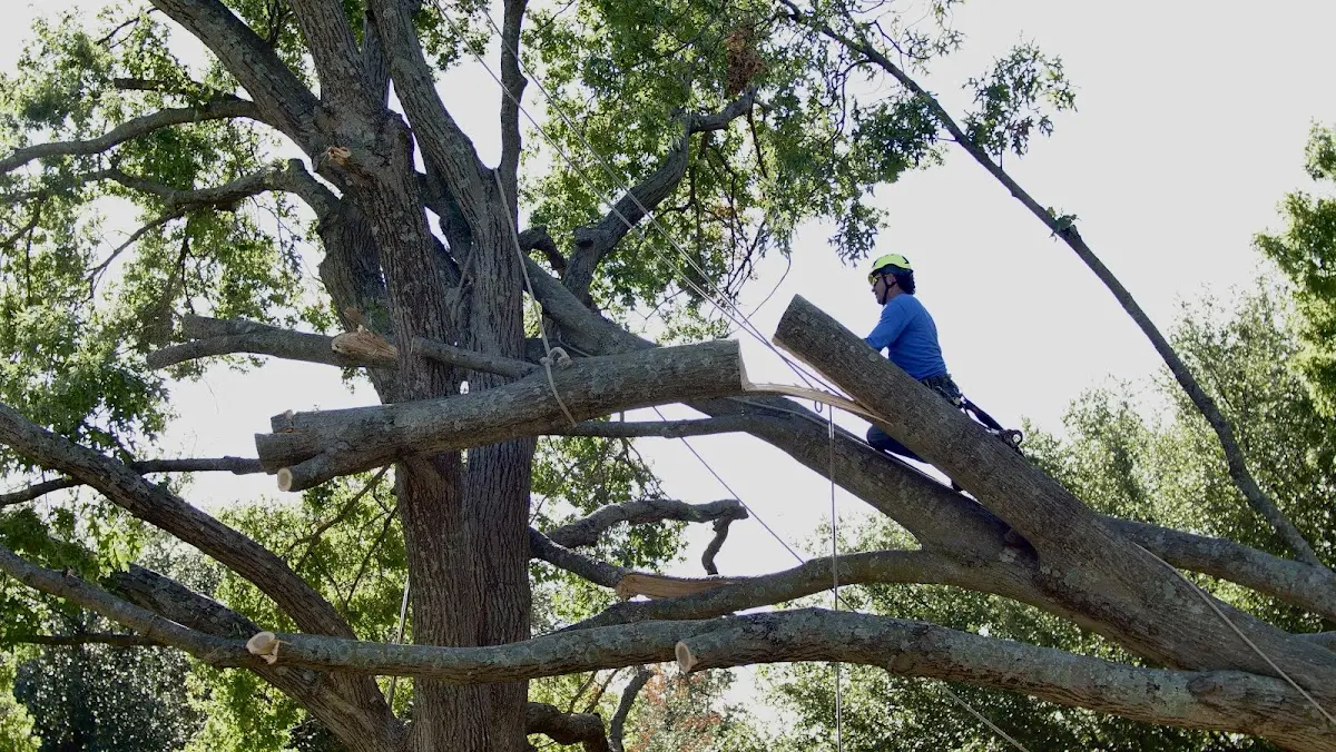 Professional Crown Thinning performed by certified arborists in Kermit